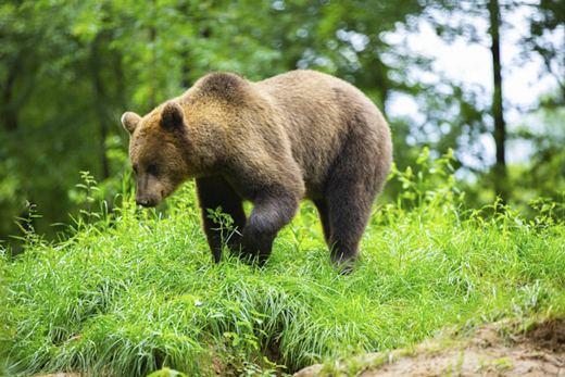 В РФ запретили держать в домах тигров, лис, обезьян и крокодилов