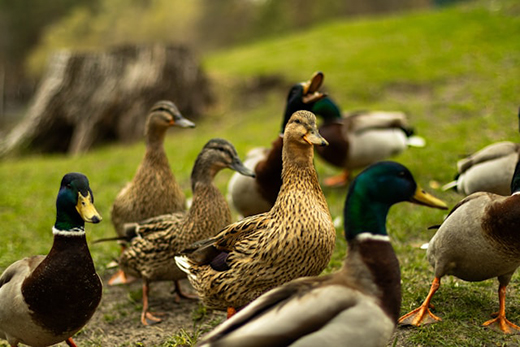 В Приамурье завершился сезонный мониторинг гриппа птиц в дикой фауне