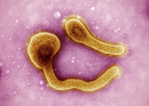 Описторхоз