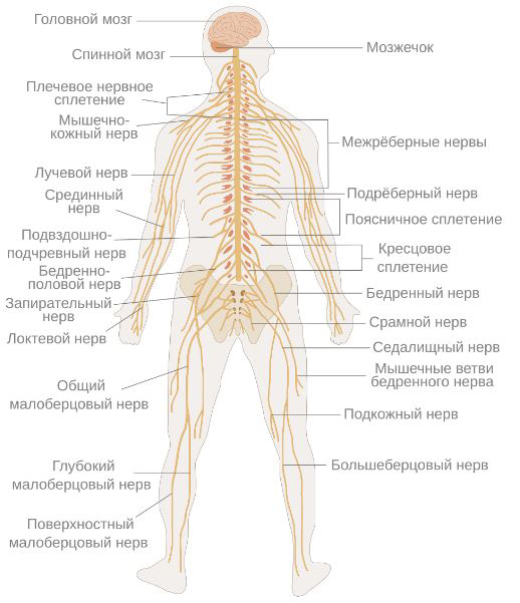 Схема нервной системы человека