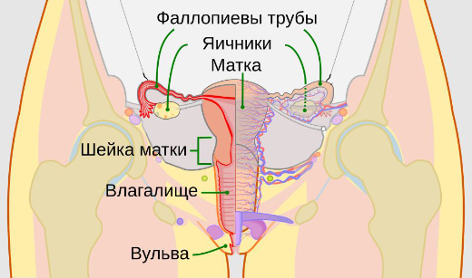 Женская репродуктивная система