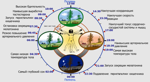 Биологические часы человека