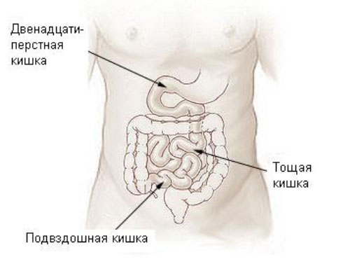 Отделы тонкого кишечника