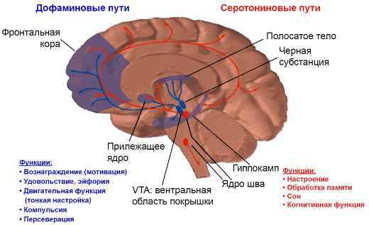 Дофаминовые и серотониновые пути