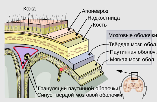 Диаграмма мозговых оболочек