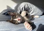 4 причины, по которым кошка прячется под одеяло