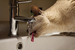 Сколько воды должны пить в день кошки (коты)