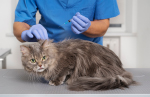 Зарегистрирована новая вакцина для кошек