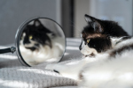 Видят ли кошки и коты себя в зеркале
