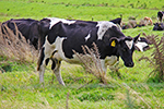 Весенняя диспансеризация коров и нетелей