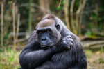 Горилла – самый большой примат