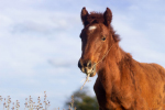 Госветслужба Подмосковья исследовала более 6 тыс. лошадей на опасные инфекционные заболевания