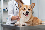 Ветеринарные специалисты Чувашии успешно применяют лазеротерапию в лечении животных