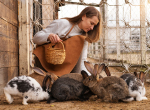 Новые ветеринарные правила содержания кроликов начнут действовать в России в следующем году