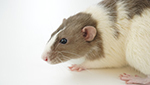 Продолжительность жизни домашних крыс