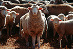 Утверждены новые ветеринарные правила для овцеводства