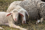 Чесоточные заболевания у овец