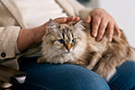 Российские ученые разработали новые способы борьбы с раком у кошек и собак