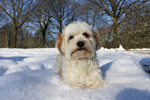 Чем опасен снег для собак
