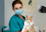 31 августа – День ветеринарного работника